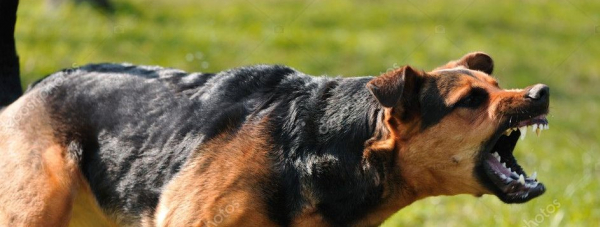 Będą surowe kary za niedopilnowanie niebezpiecznych psów