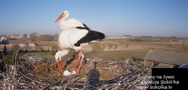 W gnieździe Sprytki i Bystrzaka mamy już 5 jaj [Film, Transmisja na żywo]