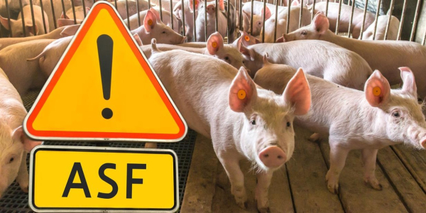 ARiMR rusza z naborami wniosków na ochronę przed ASF