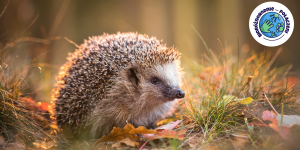 Jesienne porządki w ogrodzie &ndash; pamiętajmy o zwierzętach.
