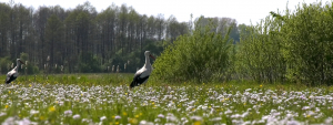 Jakim ptakiem jest Bocian Biały? Jakie ma usposobienie? Cz. I [Film]