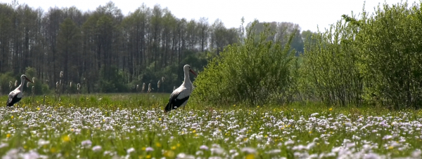 Jakim ptakiem jest Bocian Biały? Jakie ma usposobienie? Cz. I [Film]