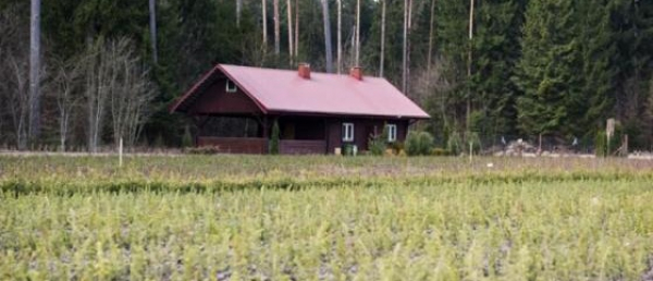 Nadleśnictwa już jutro będą rozdawać drzewa