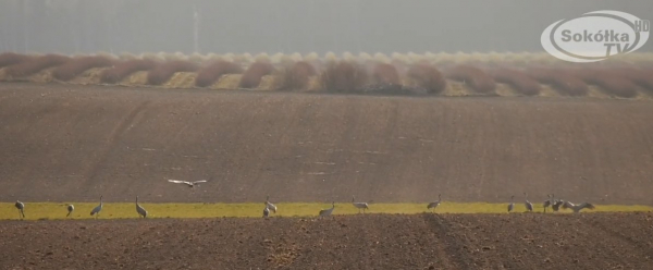 OKIEM KAMERY: Żurawie pod Ostrowiem Północnym [Film]