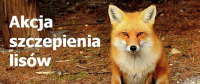 Jesienna akcja doustnego szczepienia lisów wolno żyjących przeciwko wściekliźnie.