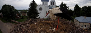 Wykluło się trzecie pisklę w naszym bocianim gnieździe [Film]