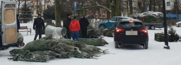 Ruszyła sprzedaż choinek pod sok&oacute;lskim kinem [Zdjęcia]