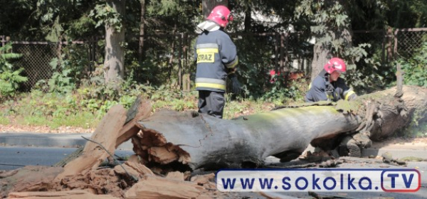 NA SYGNALE: Spróchniałe drzewo zerwało liny energetyczne [Film i Zdjęcia]