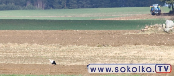 &quot;Zwiastuny&quot; wiosny już przyleciały na Podlasie [Zdjęcia]