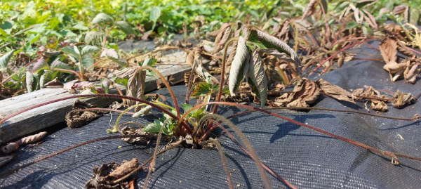 Rolnicy z gminy Szudziałowo skarżą się na plantatora, który używa armatek przeciwgradowych [Zdjęcia]