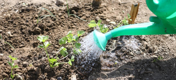 W związku z suszą w Supraślu zakaz podlewania w dzień ogródków i trawników