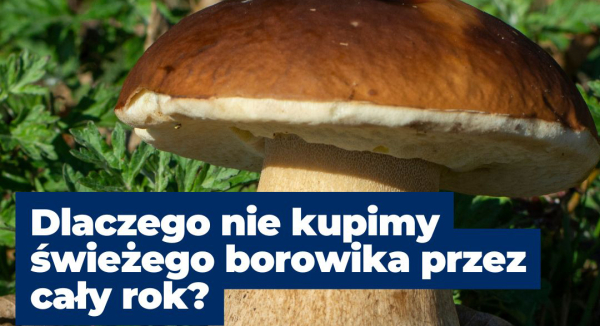 Dlaczego nie kupimy świeżych borowik&oacute;w przez cały rok?