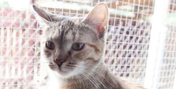 Zaadoptuj mnie: Miki szuka domu [Zdjęcia]