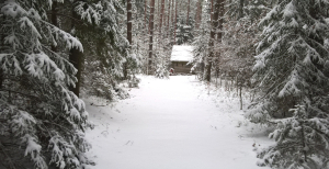Zaproszenie na spacer literacki z cyklu "Cztery pory roku w arboretum".