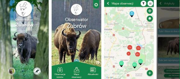 Śledź Króla Puszczy za pomocą nowej aplikacji &quot;Obserwator Żubrów&quot; [2xFilm]