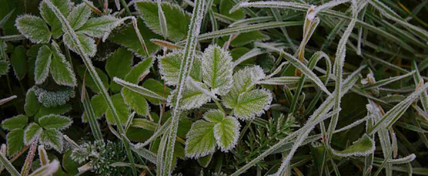 Ostrzeżenie meteo: IMGW przewiduje kolejne przymrozki