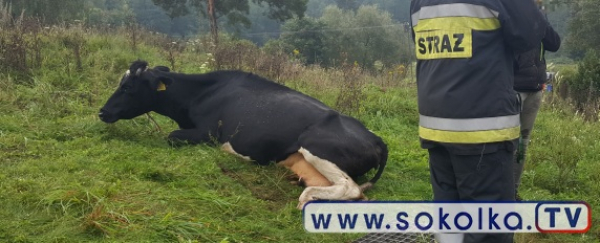 NA SYGNALE: Krowa uratowana przez strażak&oacute;w [Zdjęcia]