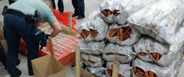 Kontrabanda ukryta w … marchwi. KAS przechwyciła niemal 44 tys. paczek przemycanych papierosów