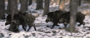 Koła łowieckie szykują się do masowych polowań