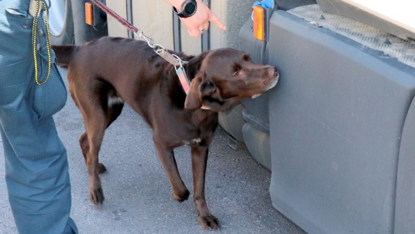 Labradorka Mila znalazła papierosy ukryte w tłumiku ciężarówki [Zdjęcia]