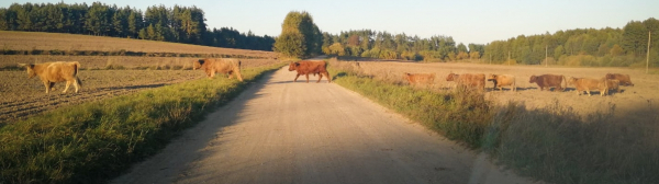 Nie chodziło o bezpańskie psy, a o groźne byki