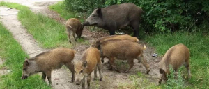 Odstrzał sanitarny dzików na terenie powiatu sokólskiego