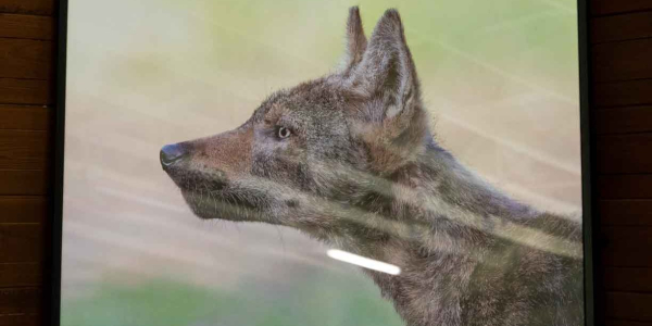 O wilkach rozmawiali w Zagrodzie dla Żubr&oacute;w.