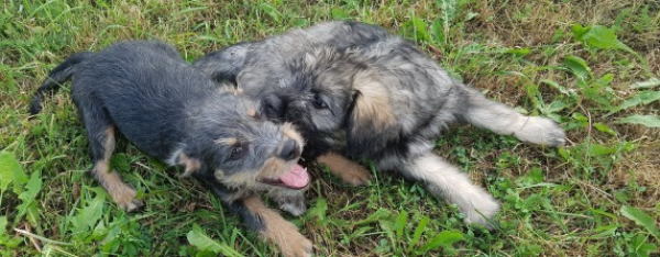 Zaadoptuj mnie: Dwa rozbrykane, przyjazne szczeniaki szukają domków [Zdjęcia]