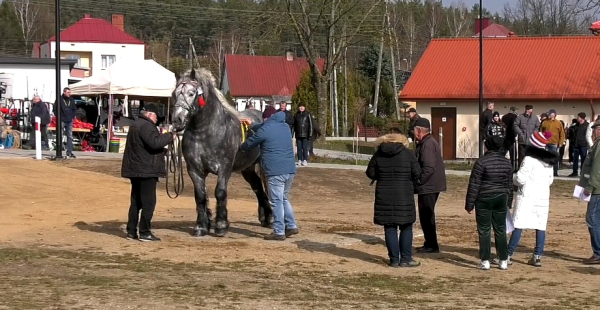 Dąbrowa Białostocka: Wiosenna kwalifikacja ogierów oraz przegląd klaczy sokólskich [Film]