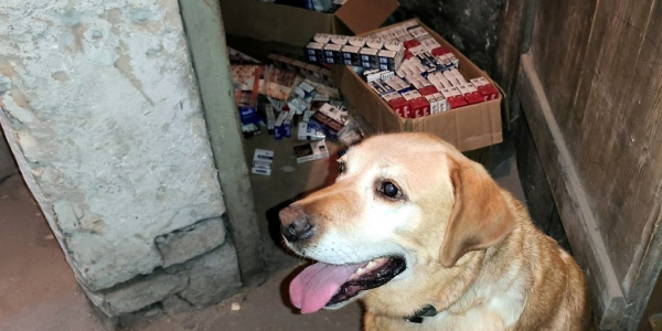 Labrador Odi pom&oacute;gł ujawnić tytoniową kontrabandę